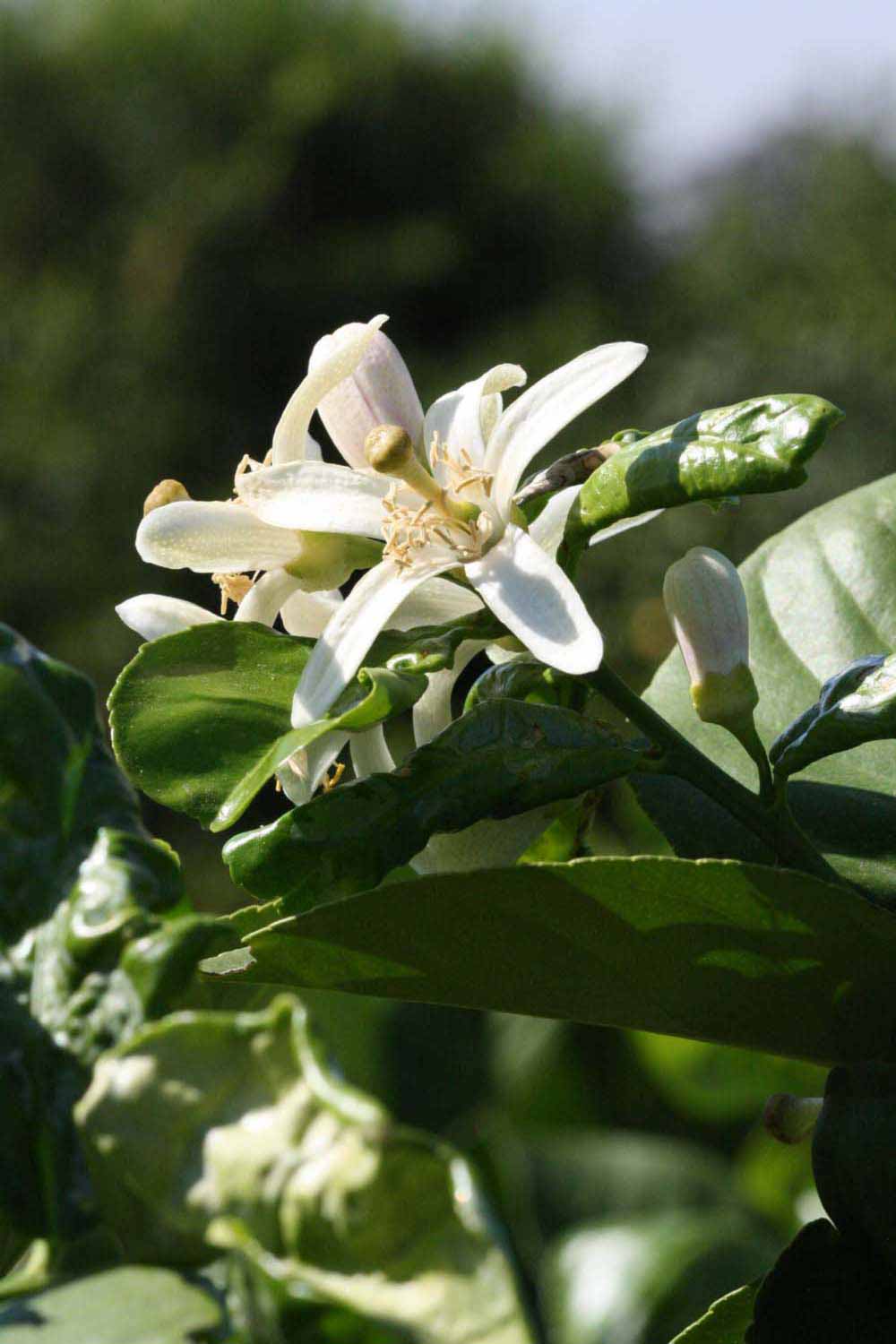              Flower (Riverside, CA)       
